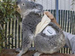 Quincy the Type 1 Diabetes Panda with Dexcom CGM at San Diego Zoo